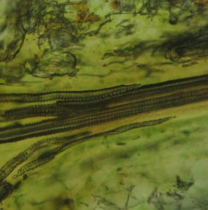 Fig 1. Spiral Markings on Leaf Veins